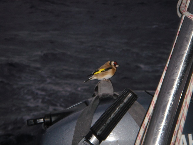 Bird on Tasman